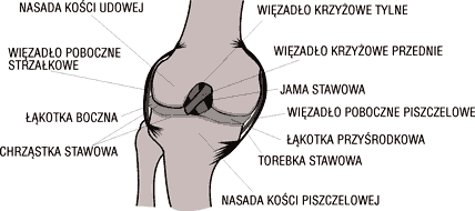 Budowa stawu na przykładzie stawu kolanowego 