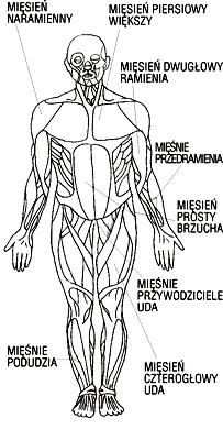 Mięśnie szkieletowe człowieka