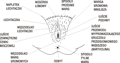 Wygląd żeńskich narządów płciowych zewnętrznych 