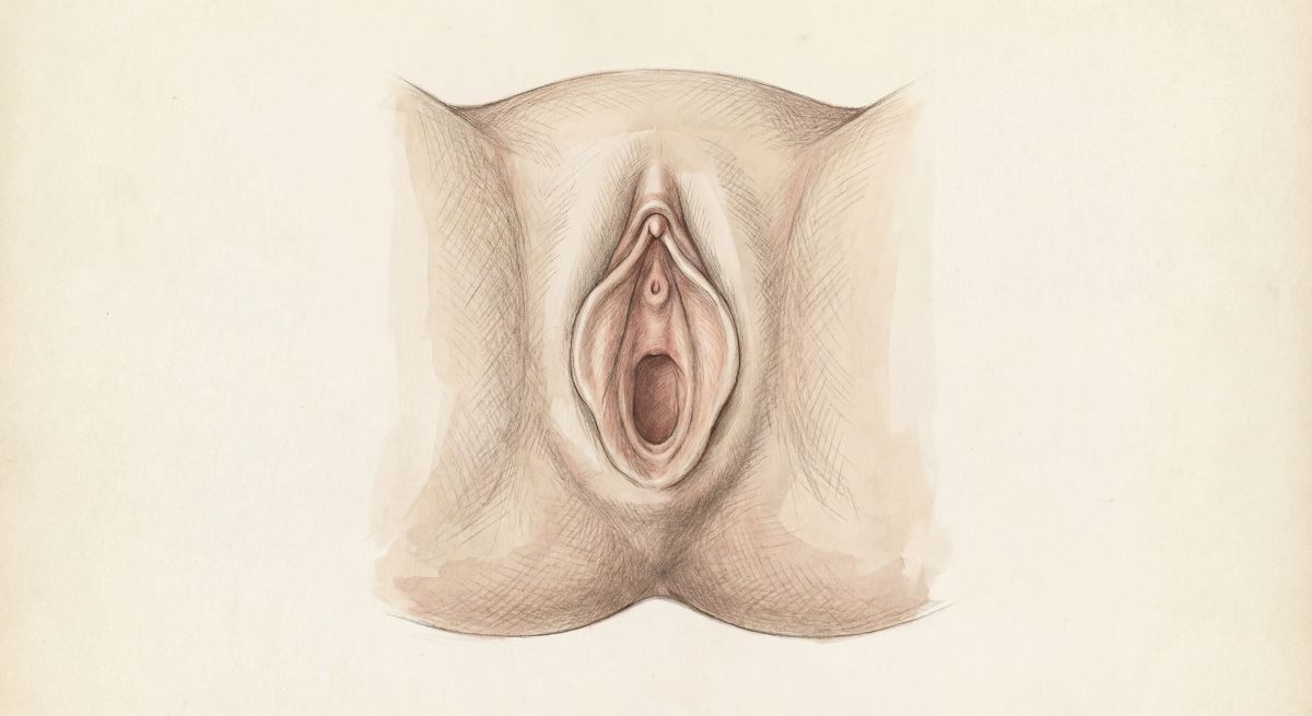 Edukacyjna ilustracja anatomiczna zewnętrznych narządów płciowych kobiety (srom) w ujęciu z przodu, w stylu atlasu medycznego, bez podpisów.