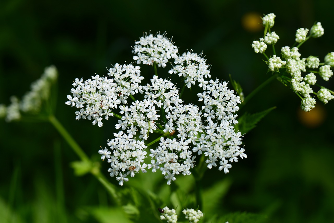 Podagrycznik (Solidago virgaurea)