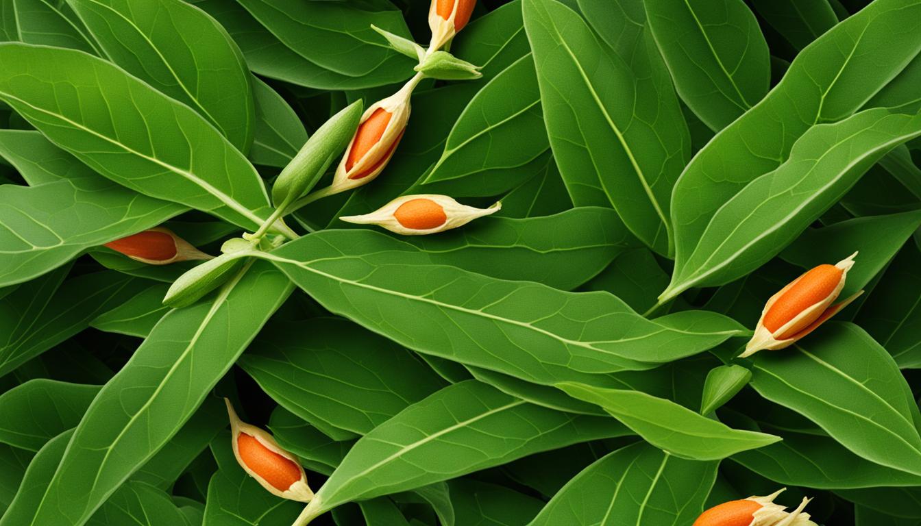 Ashwagandha