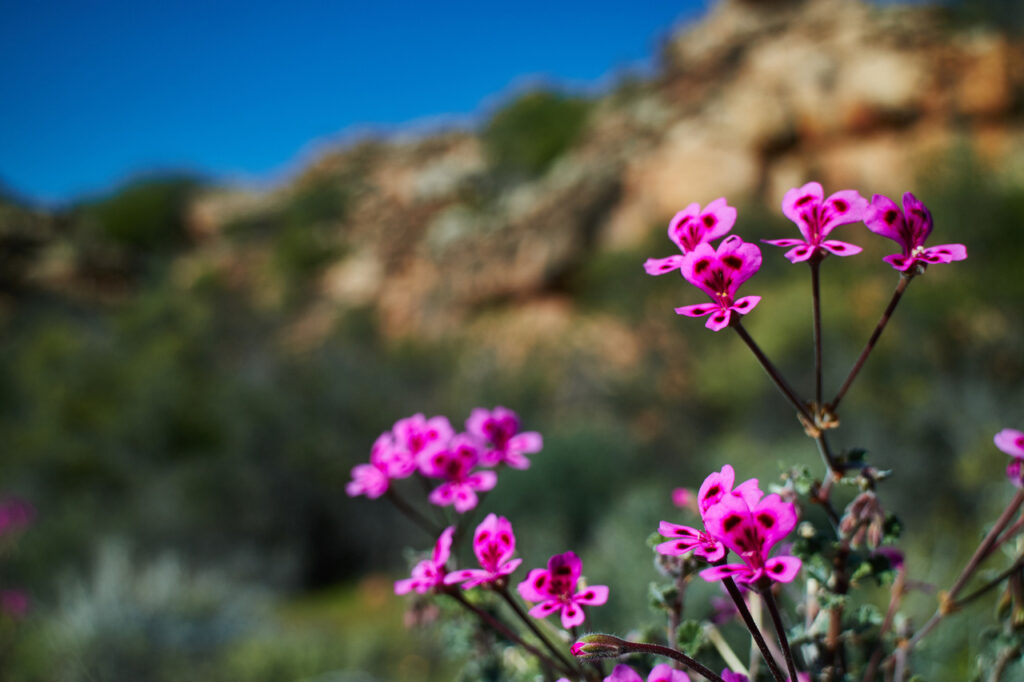 pelargonia afrykańska