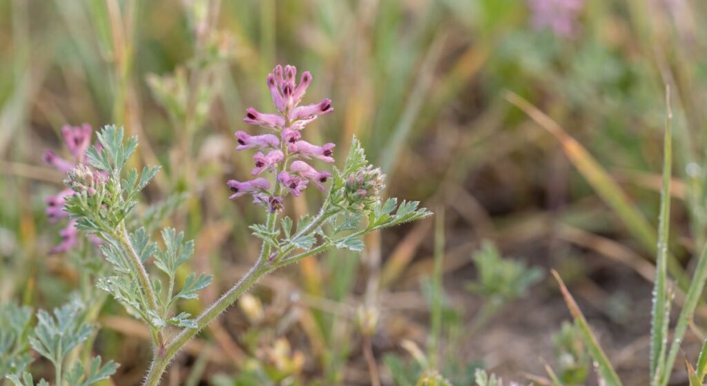 Dzika roślina lecznicza na łące — dymnica pospolita z różowymi kwiatami i charakterystycznymi, drobno podzielonymi liśćmi.